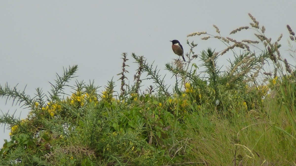 European Stonechat - ML639867255