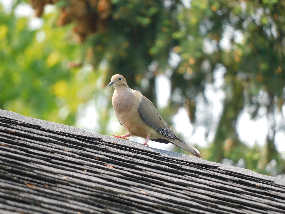 Mourning Dove - ML639867287