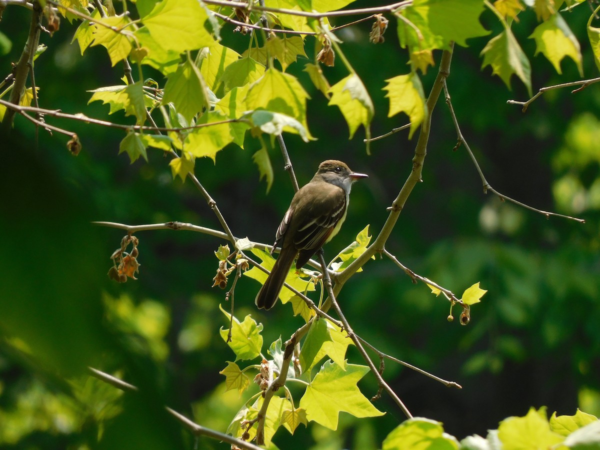 Great Crested Flycatcher - ML639867299