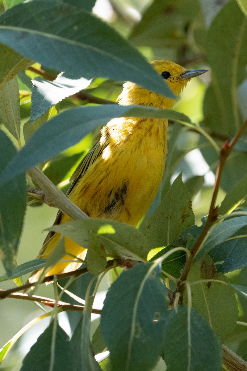 Northern Yellow Warbler - ML639867308