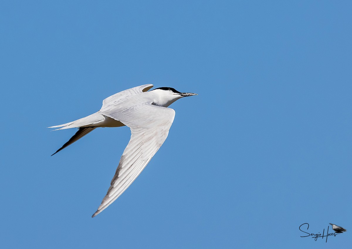 Gull-billed Tern - ML639867385