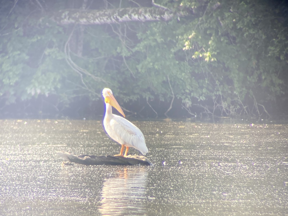 American White Pelican - ML639867399