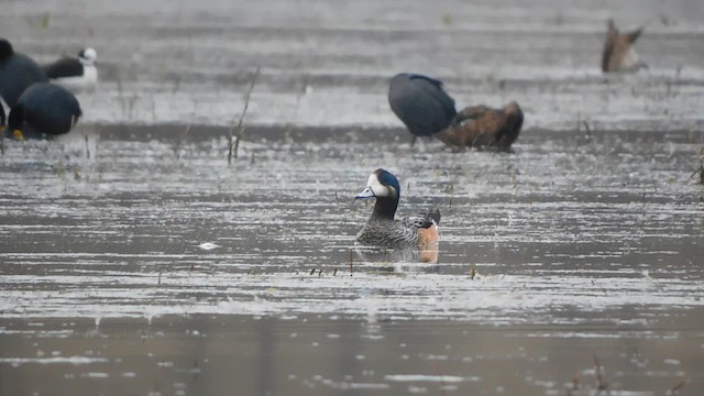 Chiloe Wigeon - ML639867403