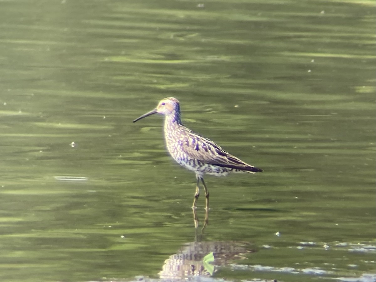 Stilt Sandpiper - ML639867404