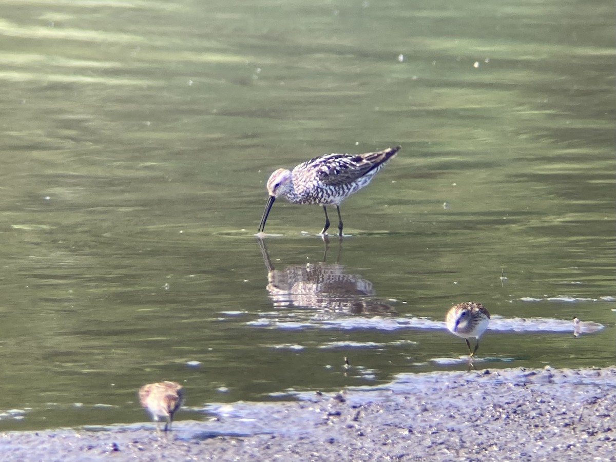Stilt Sandpiper - ML639867405