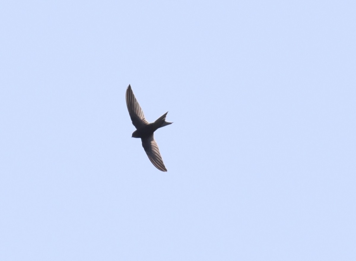 Plain Swift - ML639867408