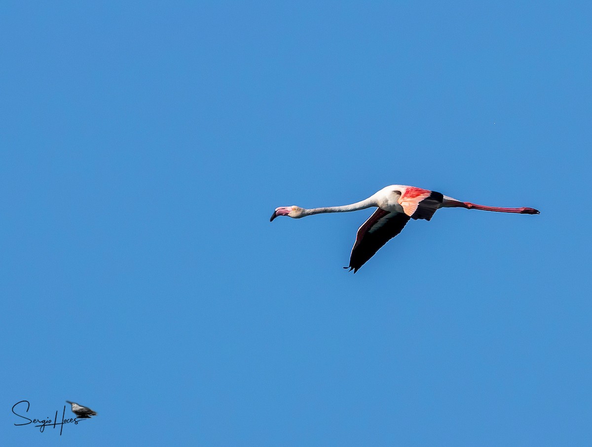 Greater Flamingo - ML639867446