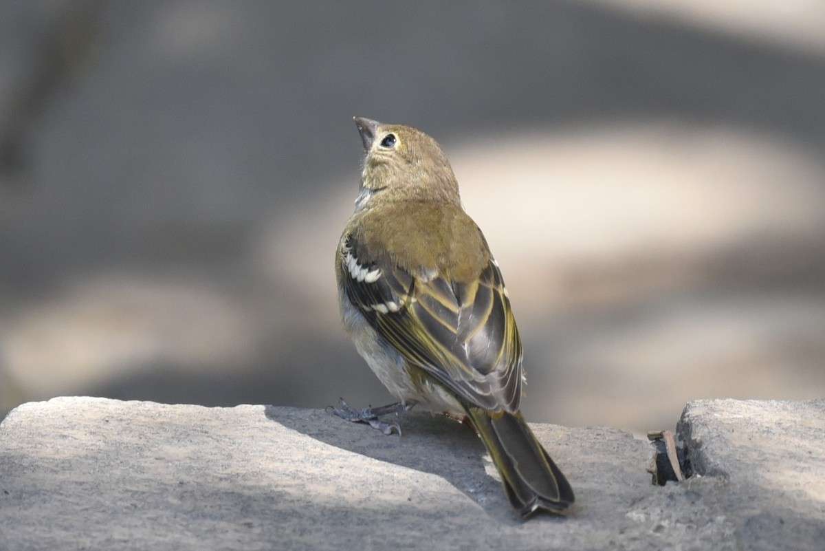 Canary Islands Chaffinch (Canary Is.) - ML639867454