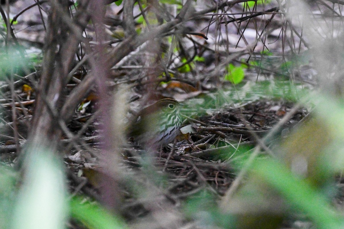 Ovenbird - ML639867662