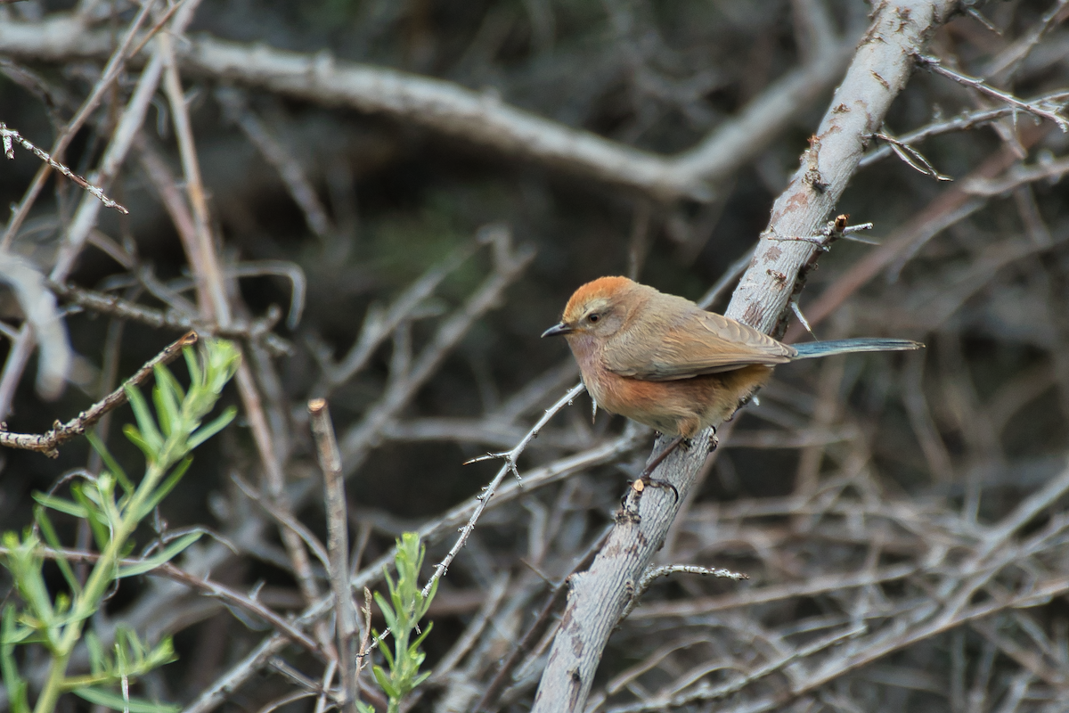 White-browed Tit-Warbler - ML639867685