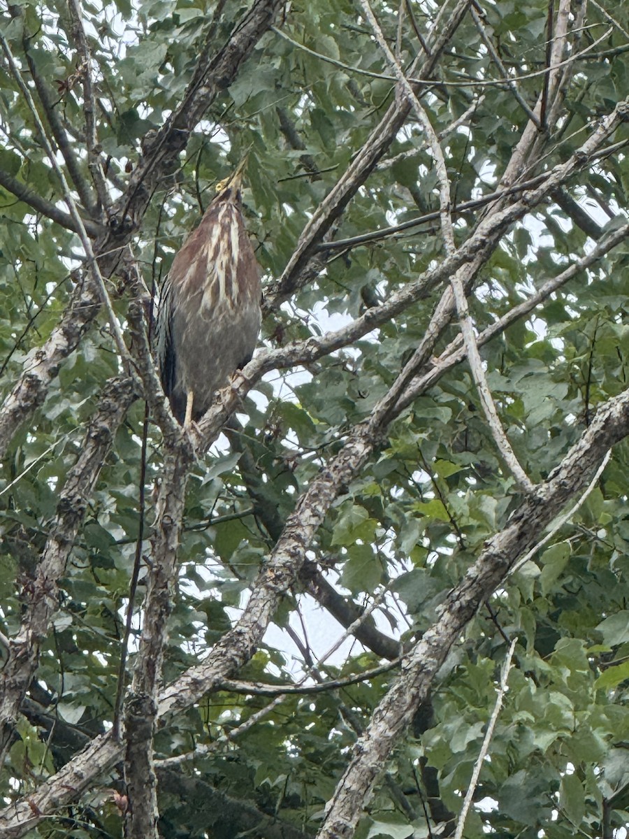 Green Heron - ML639867721