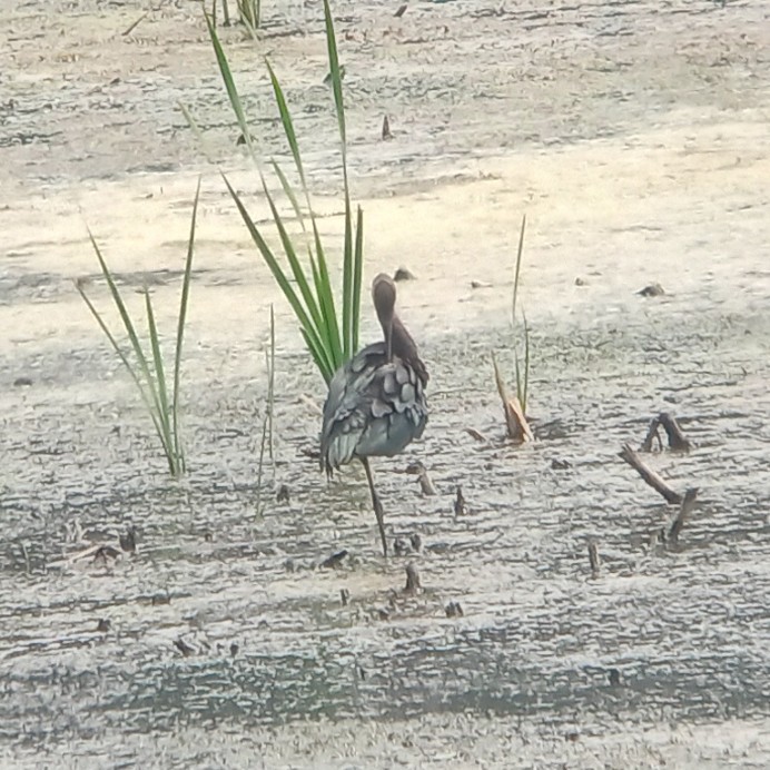 Ibis falcinelle - ML639867756