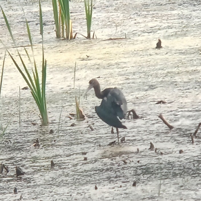Ibis falcinelle - ML639867759