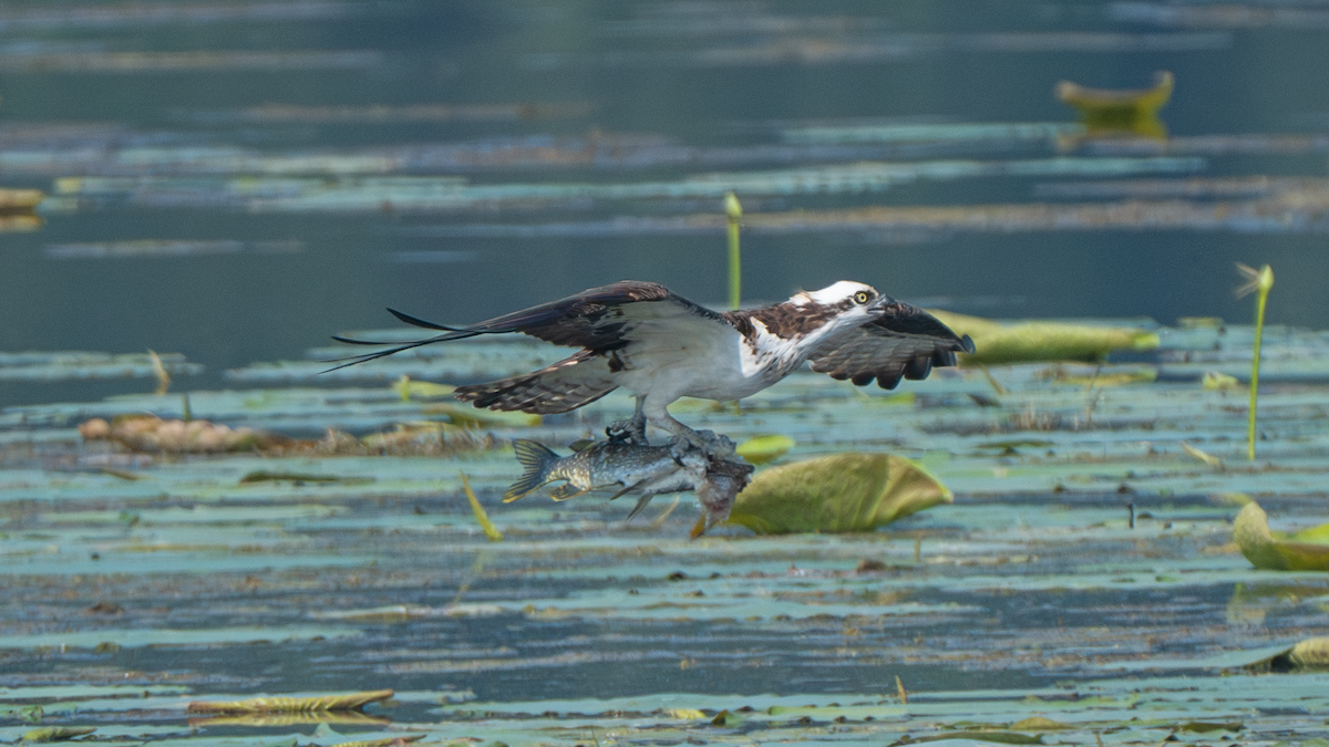 Osprey - ML639867801