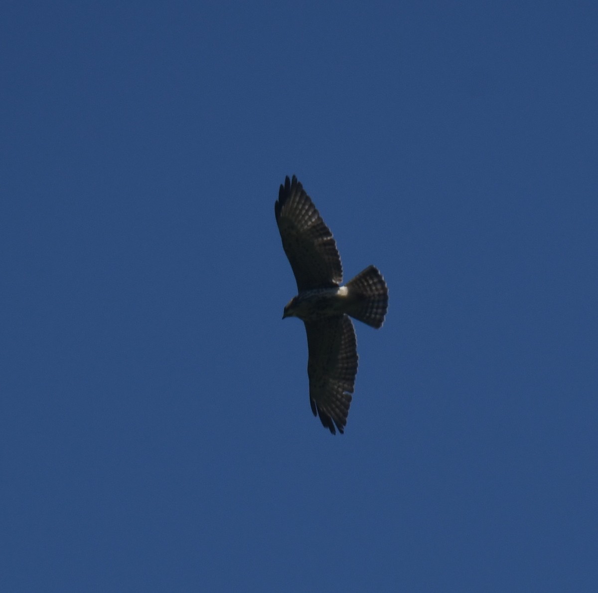 ハネビロノスリ - ML639867817