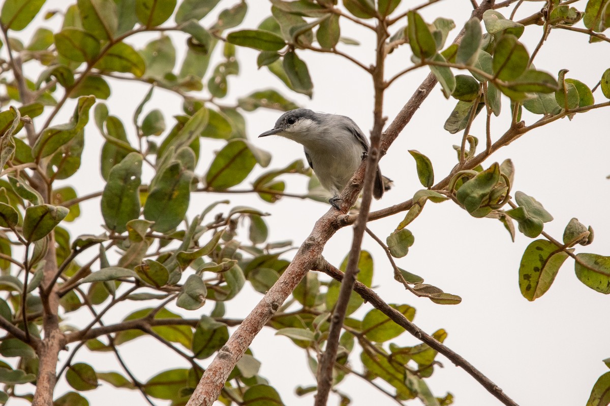 Tropical Gnatcatcher - ML639867828