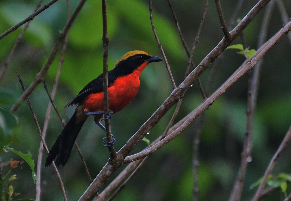 Yellow-crowned Gonolek - ML639867873