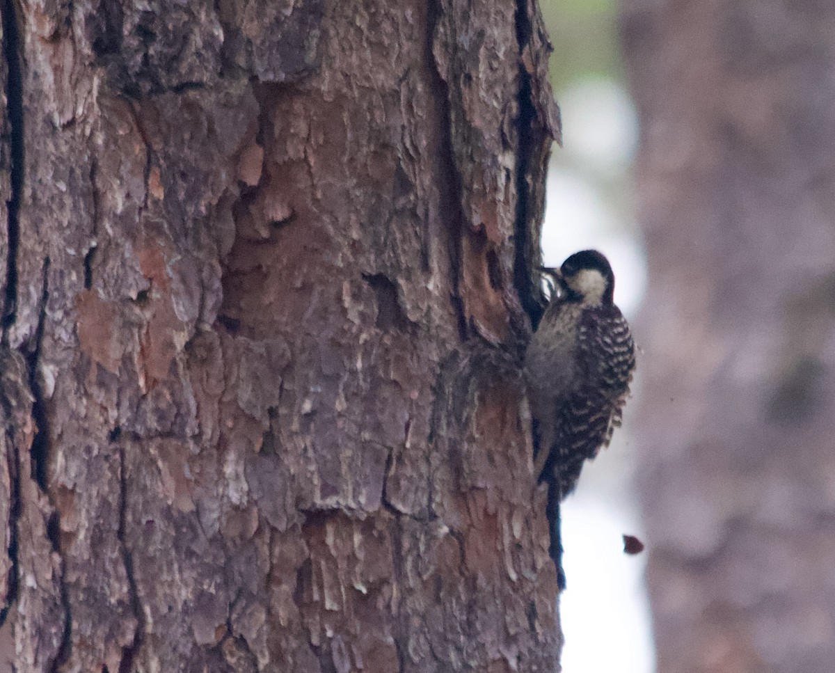 Red-cockaded Woodpecker - ML639867891