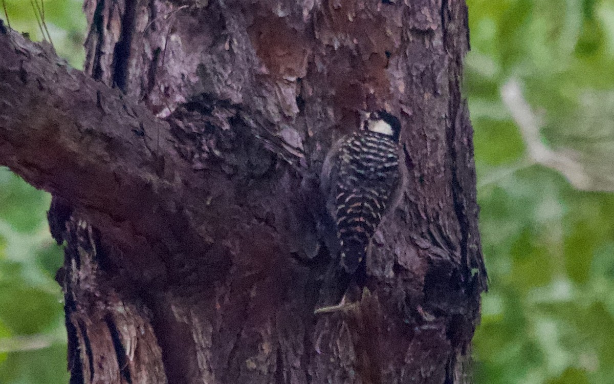 Red-cockaded Woodpecker - ML639867892