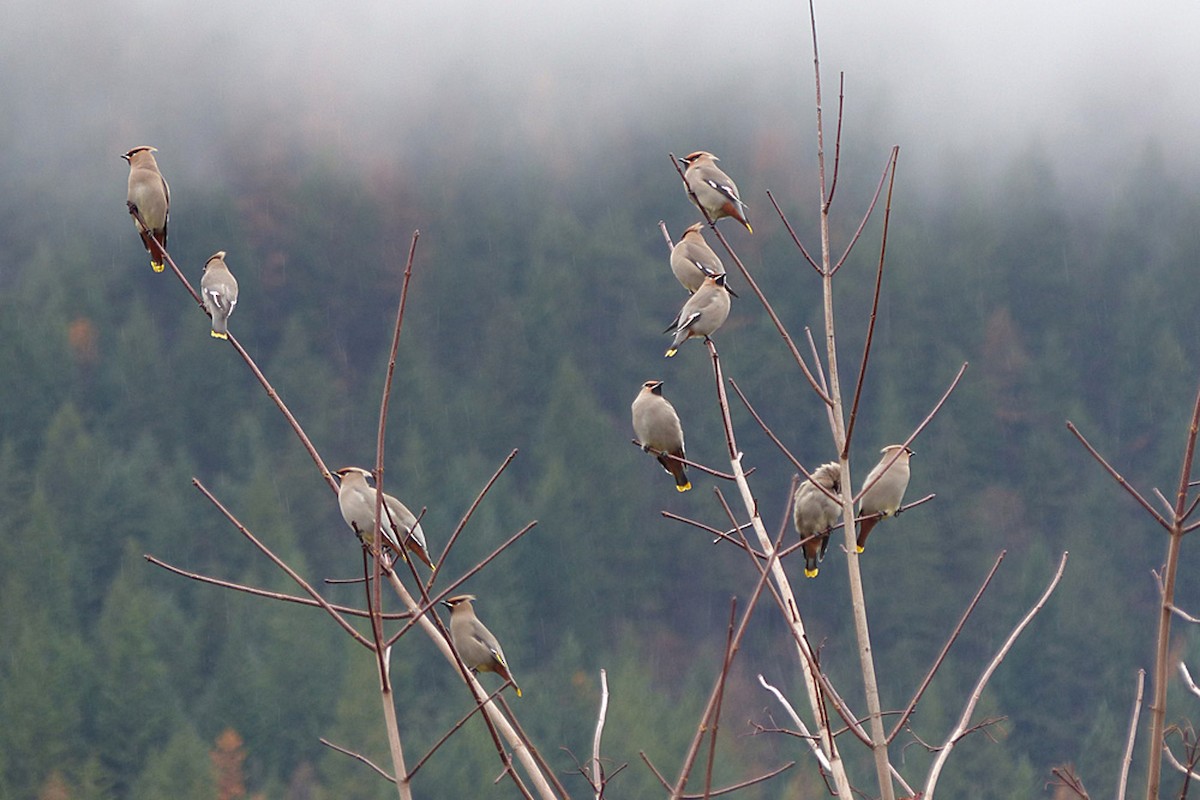 Bohemian Waxwing - ML639867923