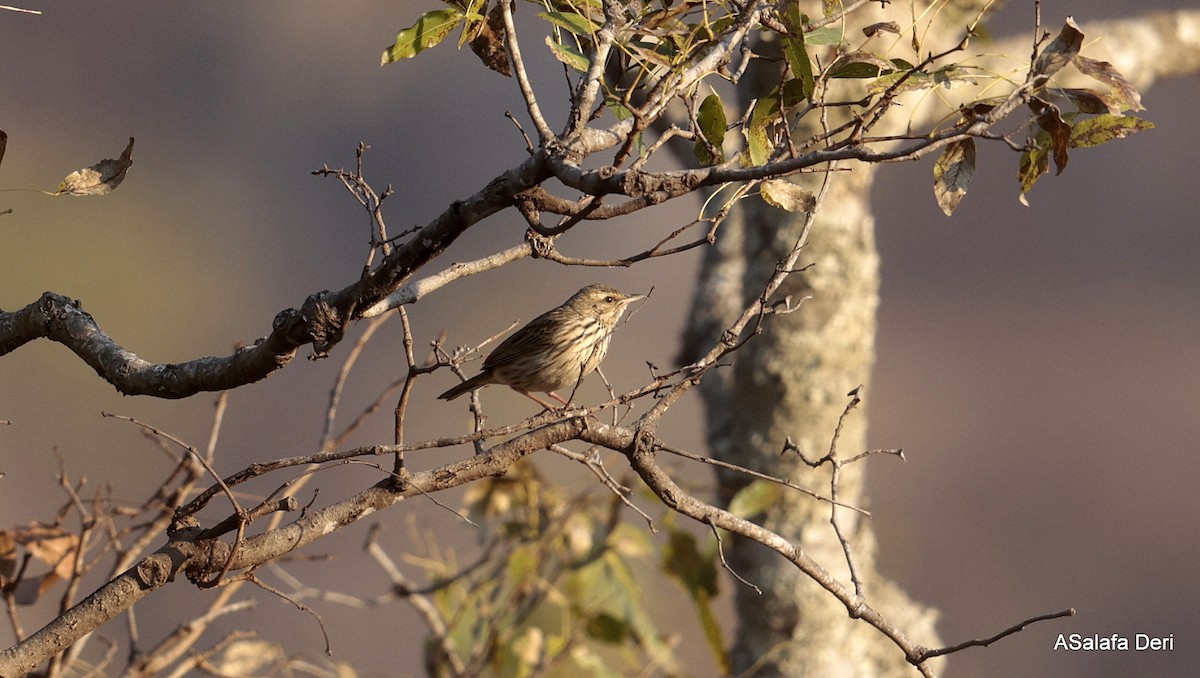 Striped Pipit - ML639867929
