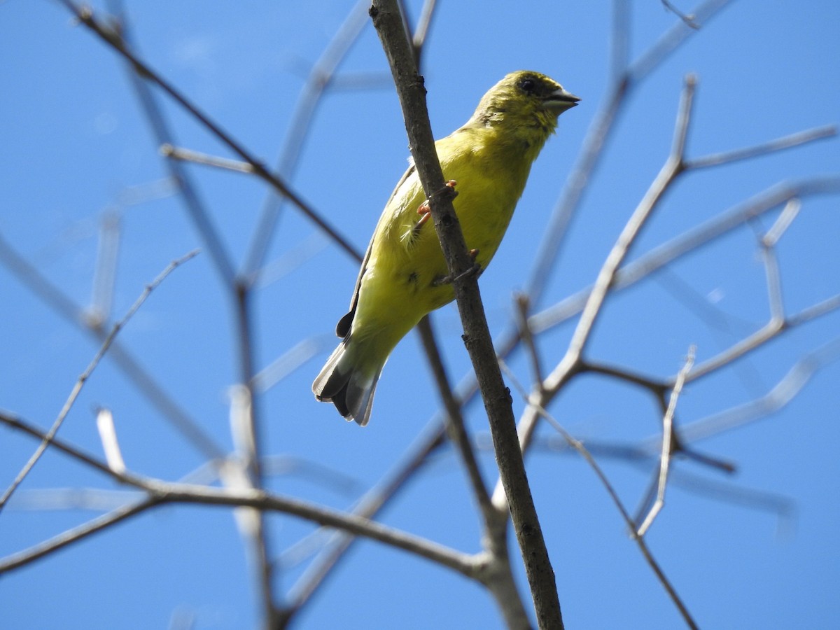 Lesser Goldfinch - ML639867936