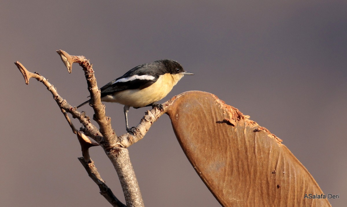 Yellow-bellied Hyliota - ML639867948