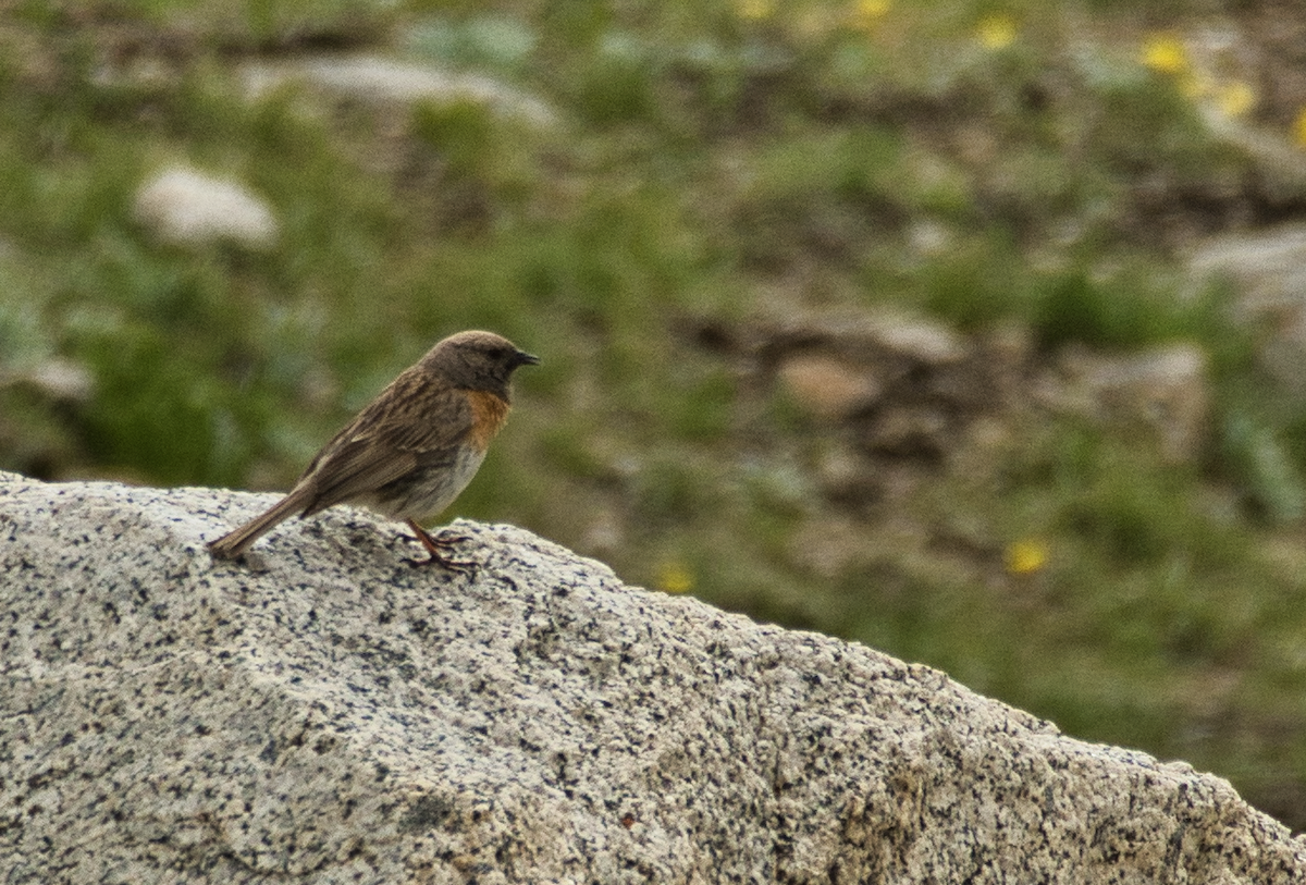 Robin Accentor - ML639867954