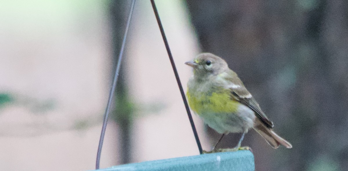 furuparula - ML639867956