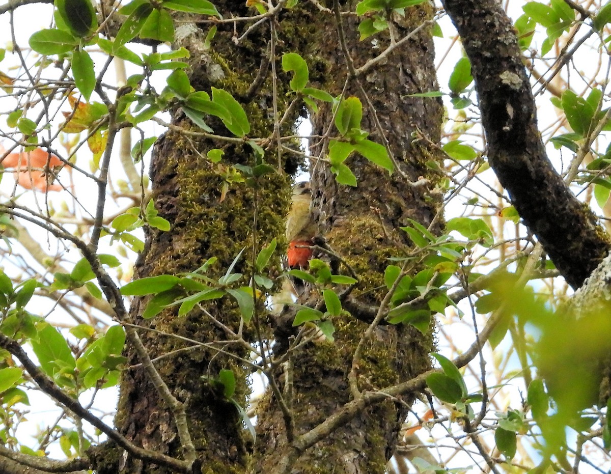 Himalayan Woodpecker - ML639867970