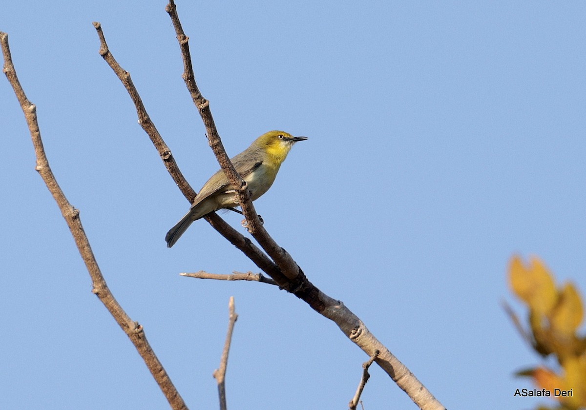 Green-capped Eremomela - ML639867974
