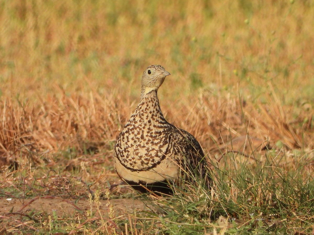 Ganga unibande - ML639867976