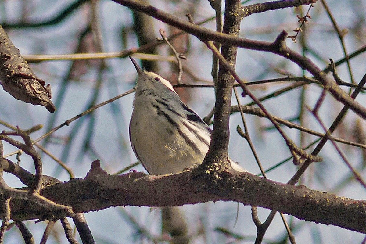 Black-and-white Warbler - ML639867984