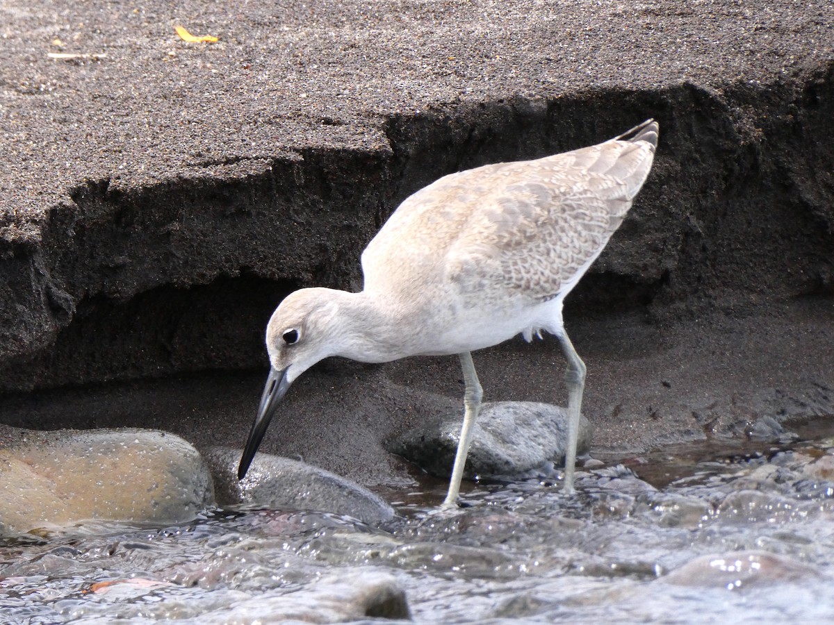 Piro piro semipalmato - ML639868002