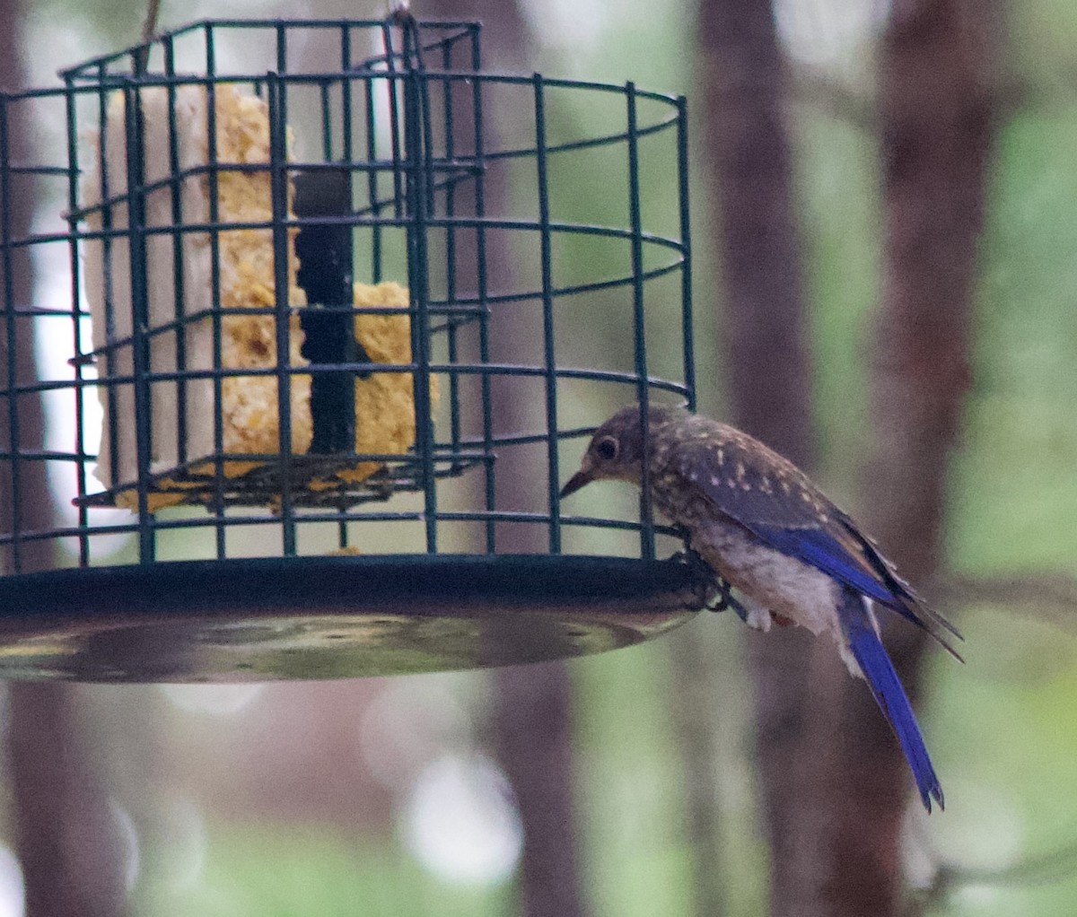 Eastern Bluebird - ML639868008