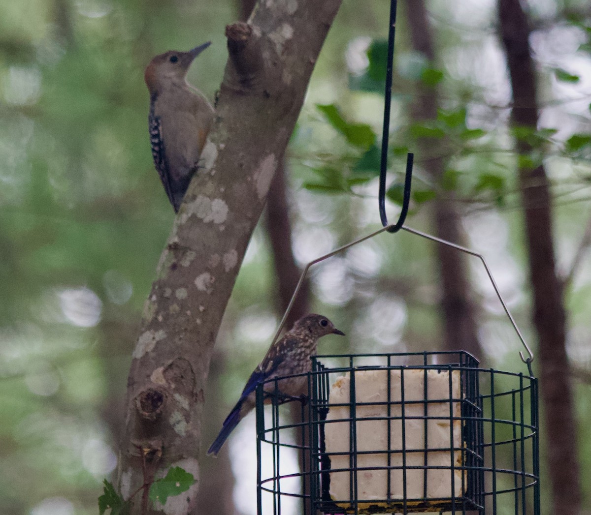 Eastern Bluebird - ML639868023