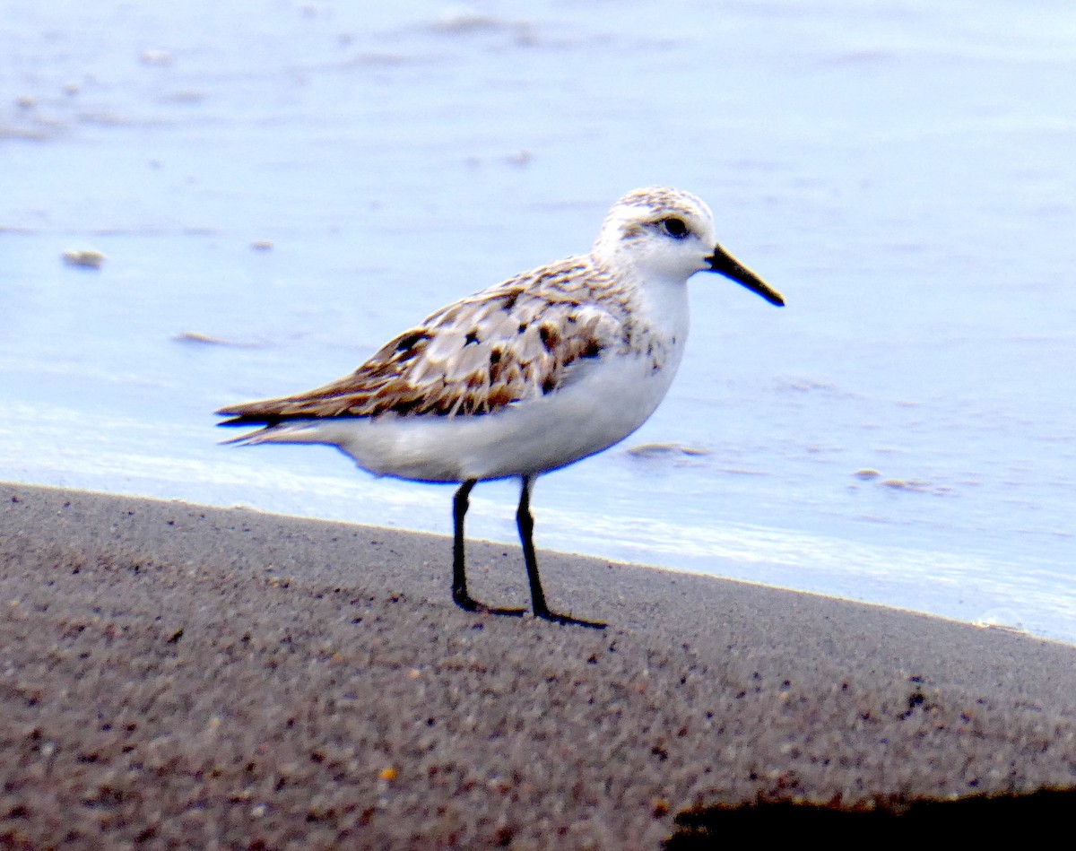 Piovanello tridattilo - ML639868024