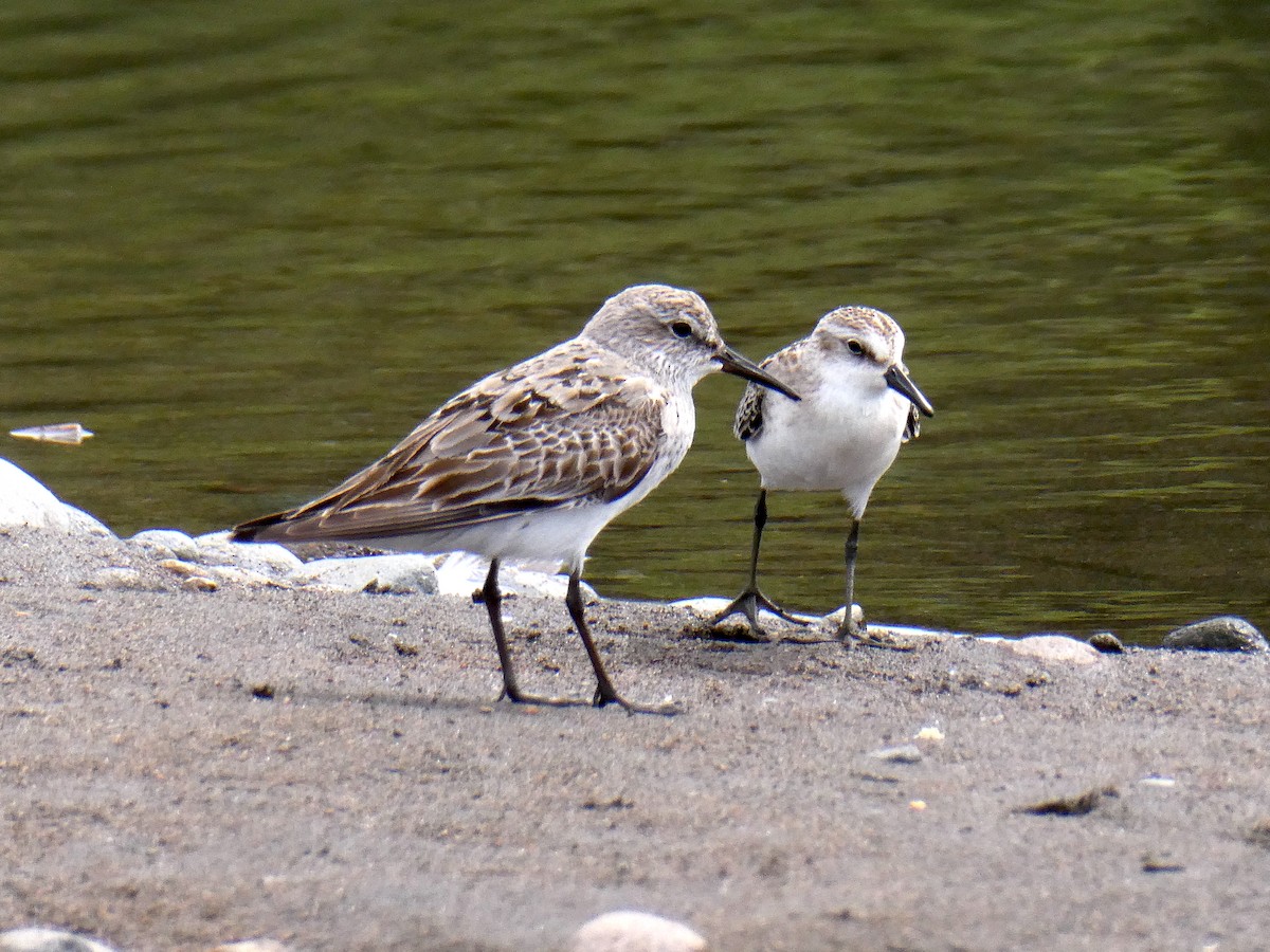 Gambecchio di Bonaparte - ML639868051