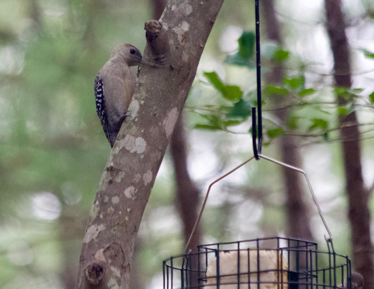 Red-bellied Woodpecker - ML639868058