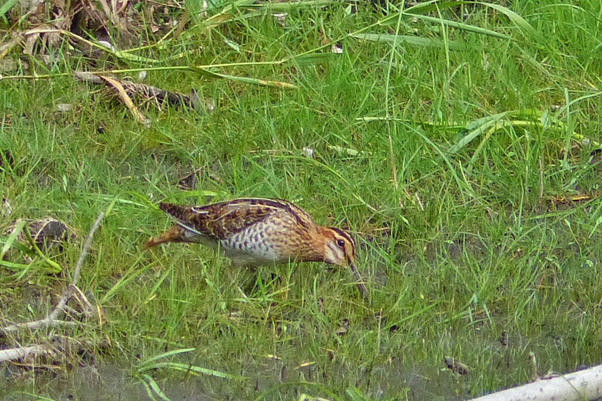 Wilson's Snipe - ML639868072