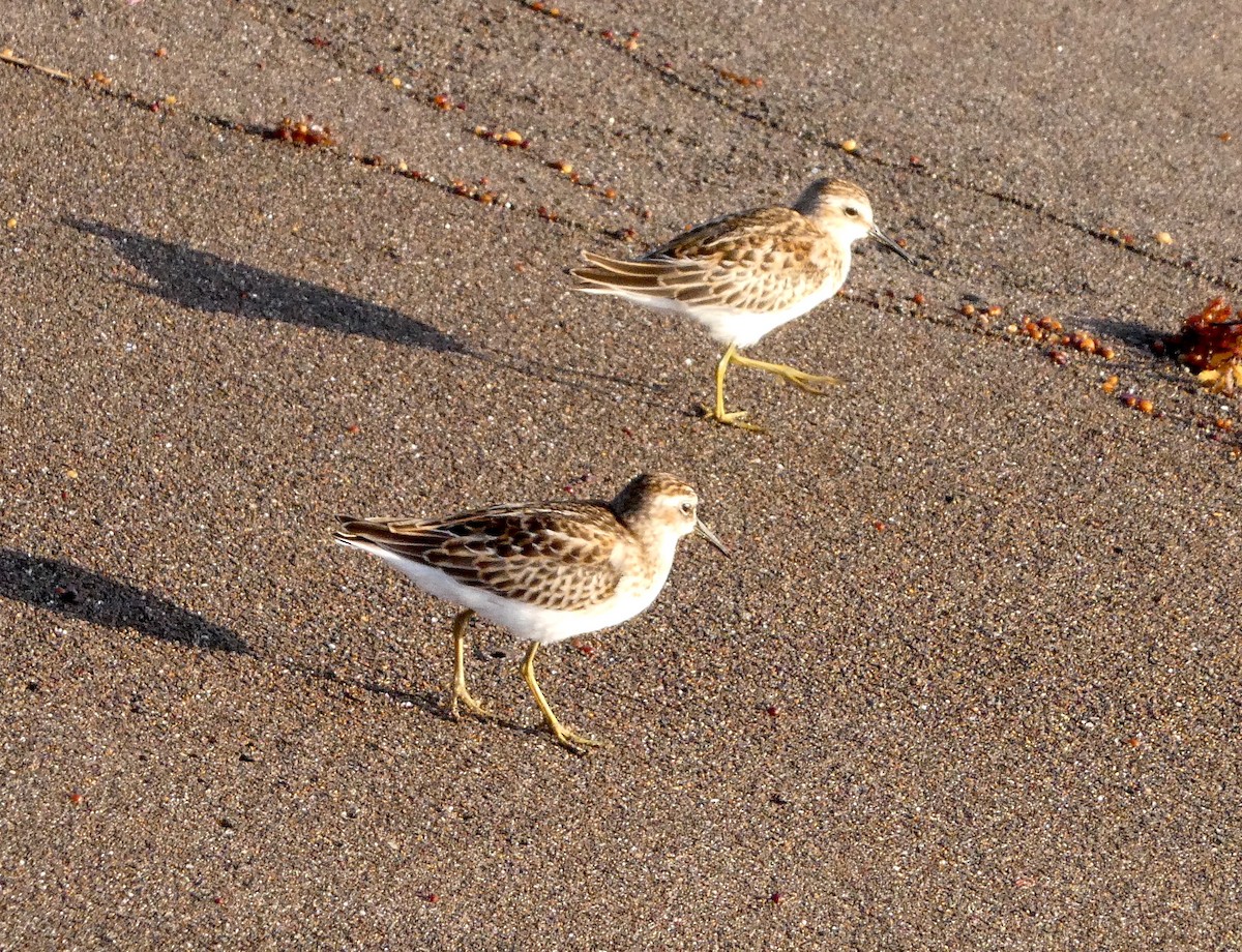 Gambecchio americano - ML639868081