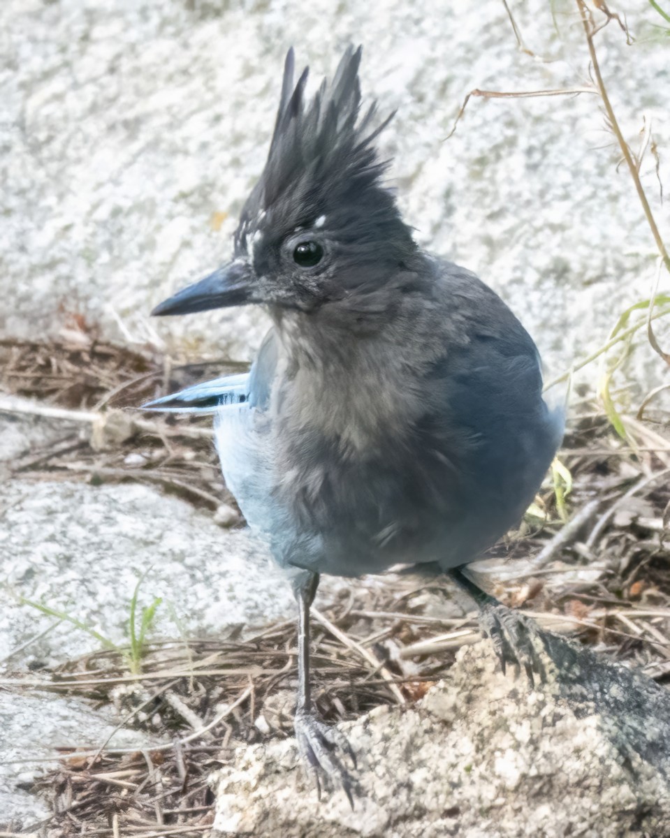 Diademhäher - ML639868101