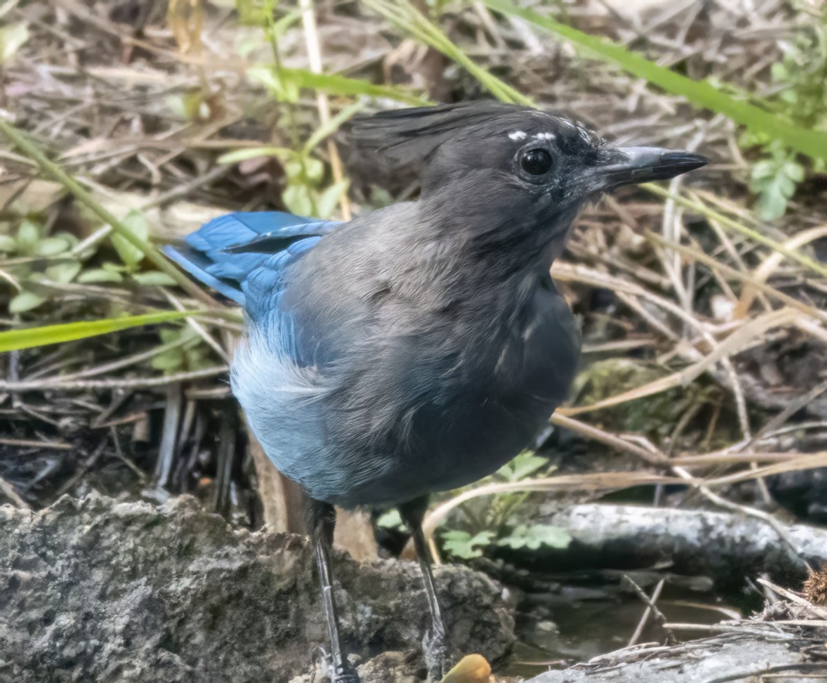 Diademhäher - ML639868111