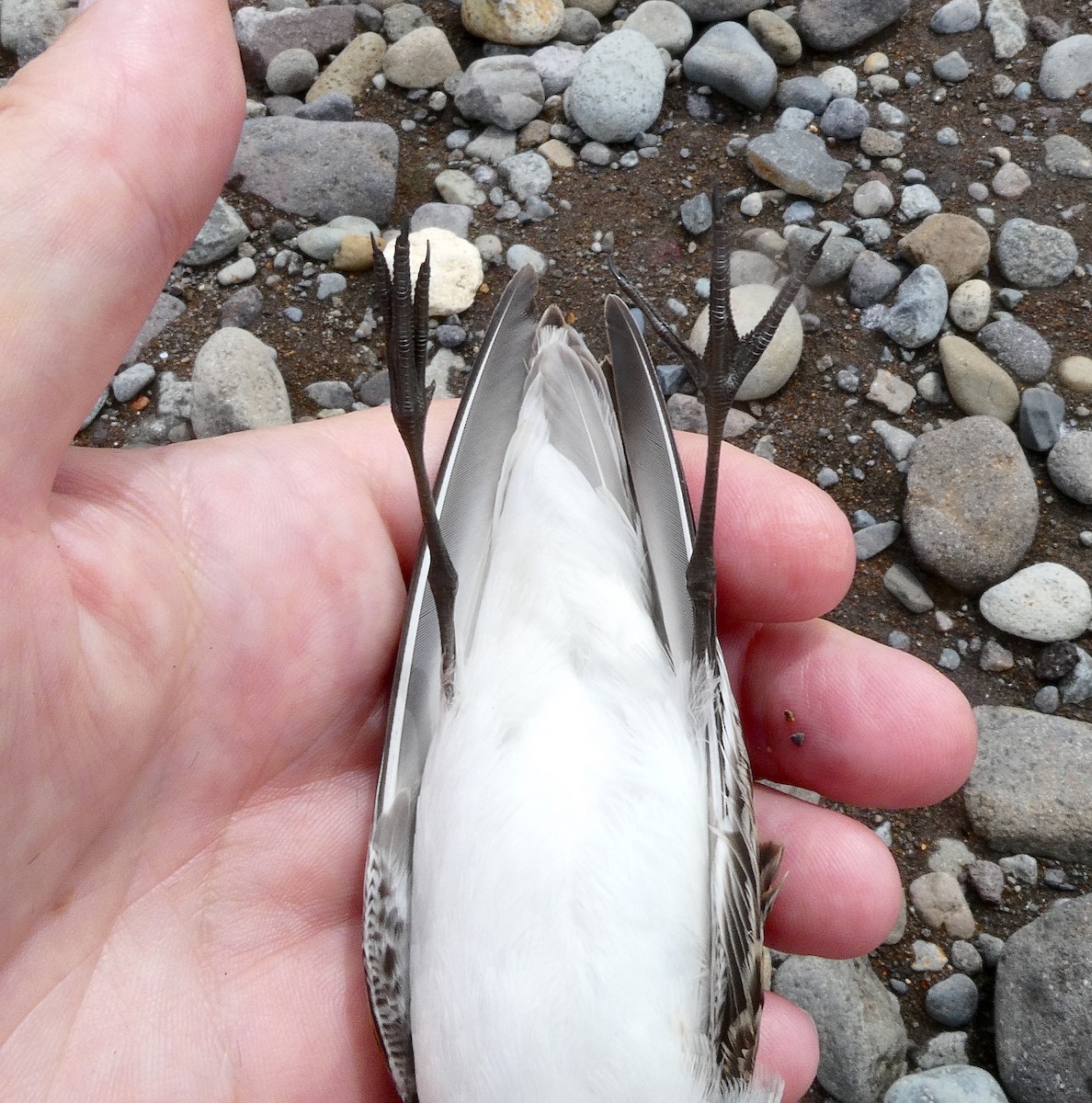 Gambecchio semipalmato - ML639868122