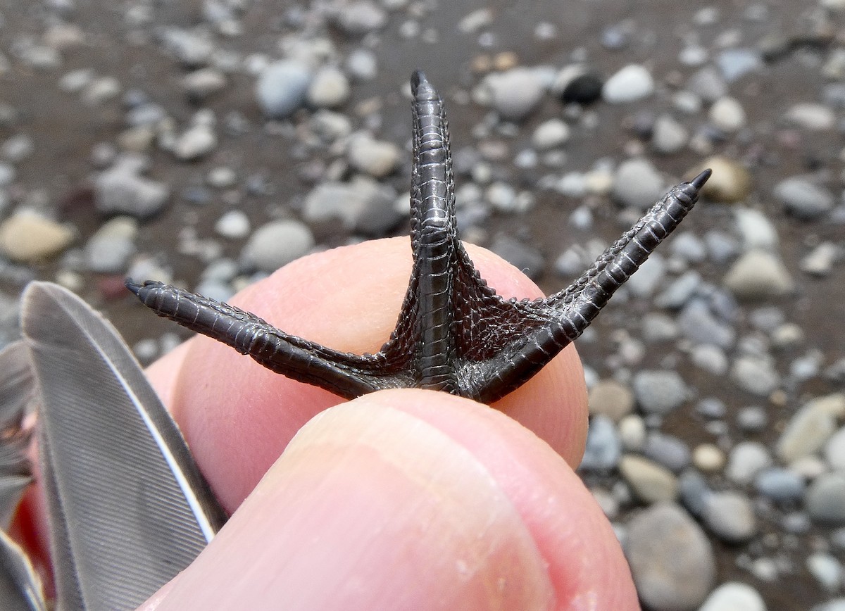Semipalmated Sandpiper - Marc ESPEUT