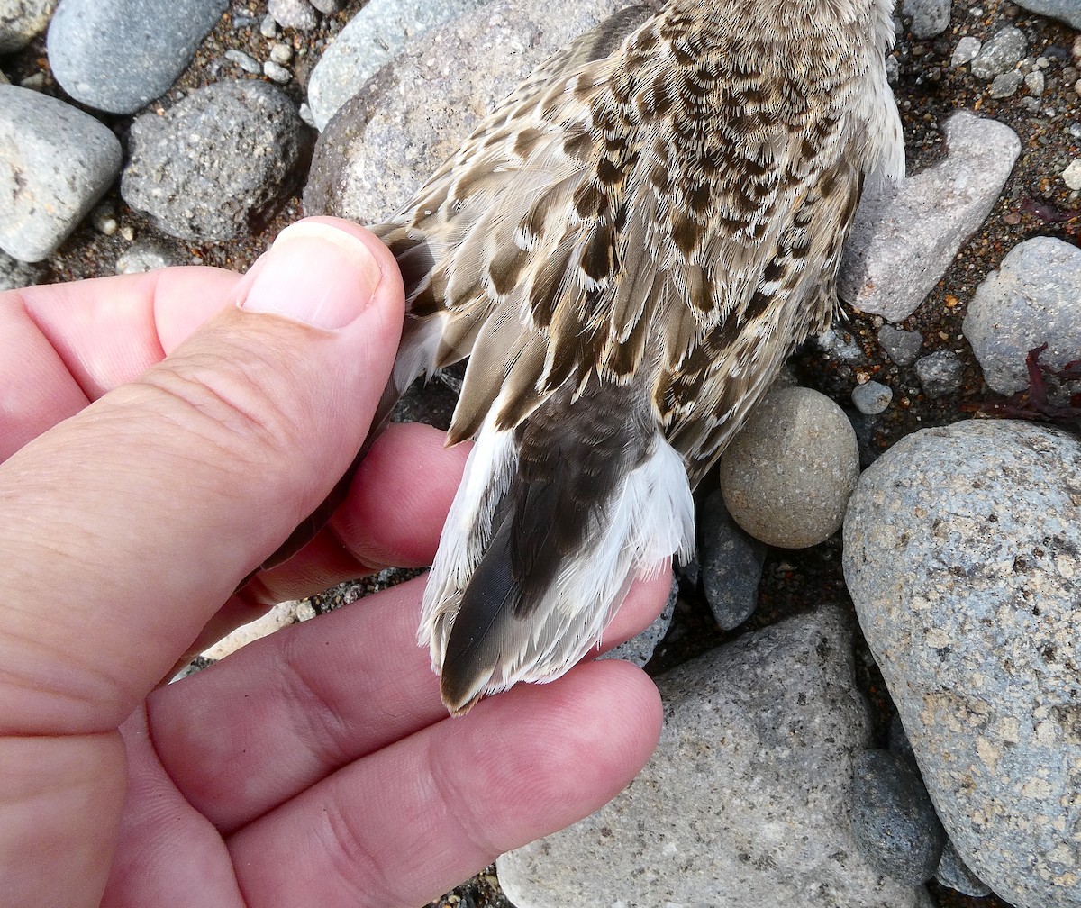 Gambecchio semipalmato - ML639868125