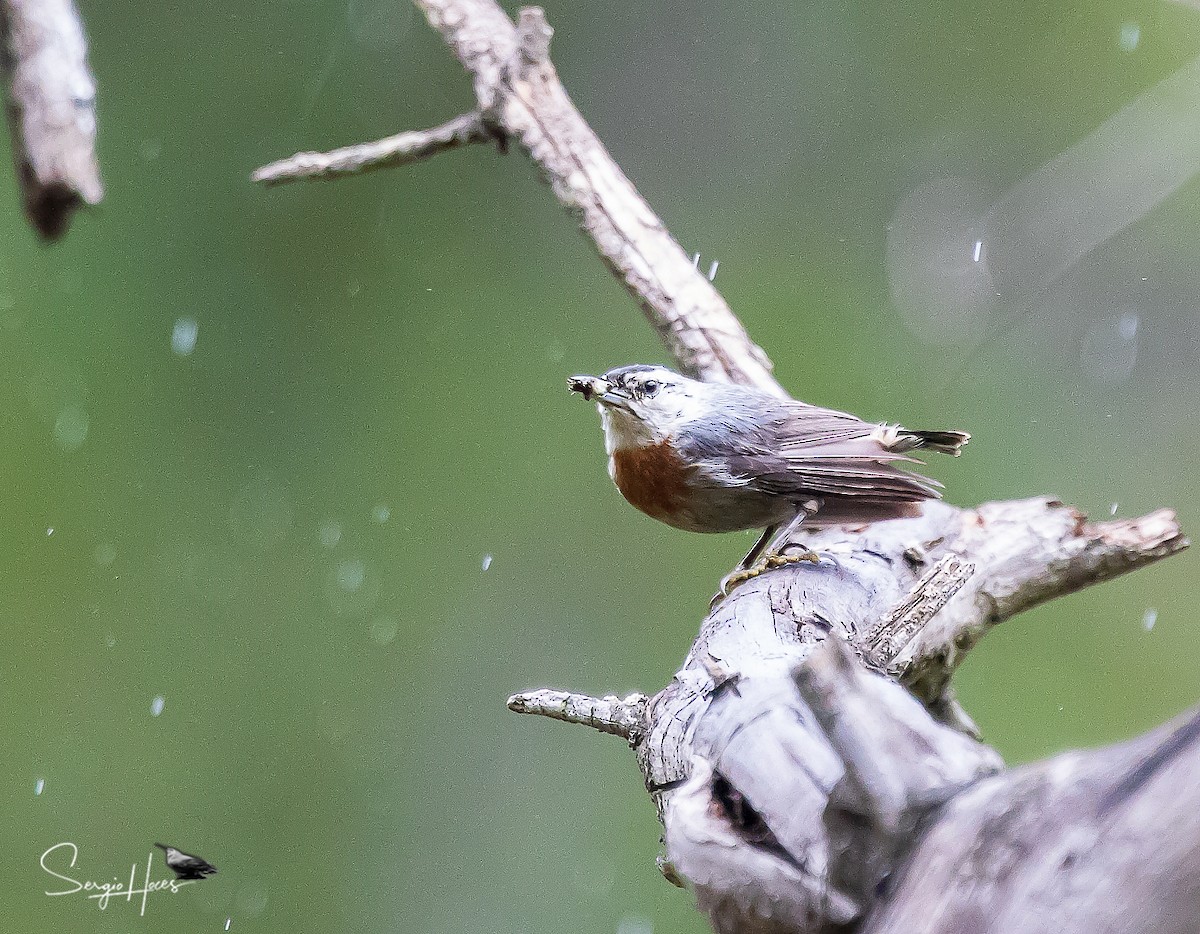 Krüper's Nuthatch - ML639868141