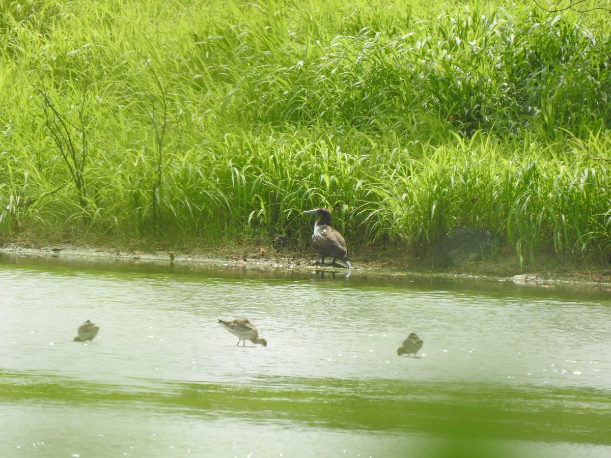 Masked Booby - ML639868152