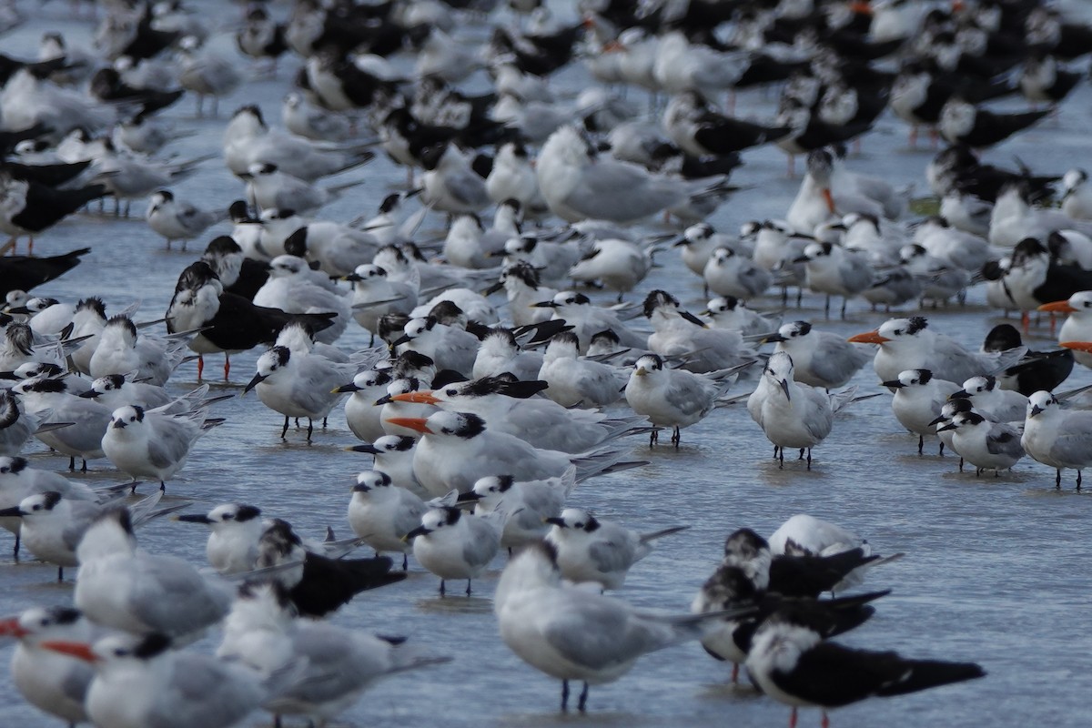 rybák severní - ML639868153