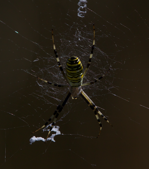 Animals - ML639868175